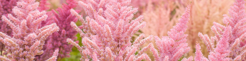 Astilbe, Astilbes